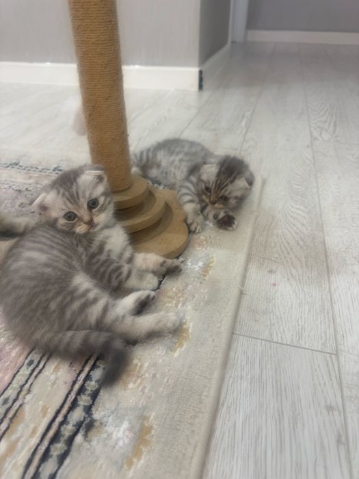 Вислоухие котята 1,5 мес