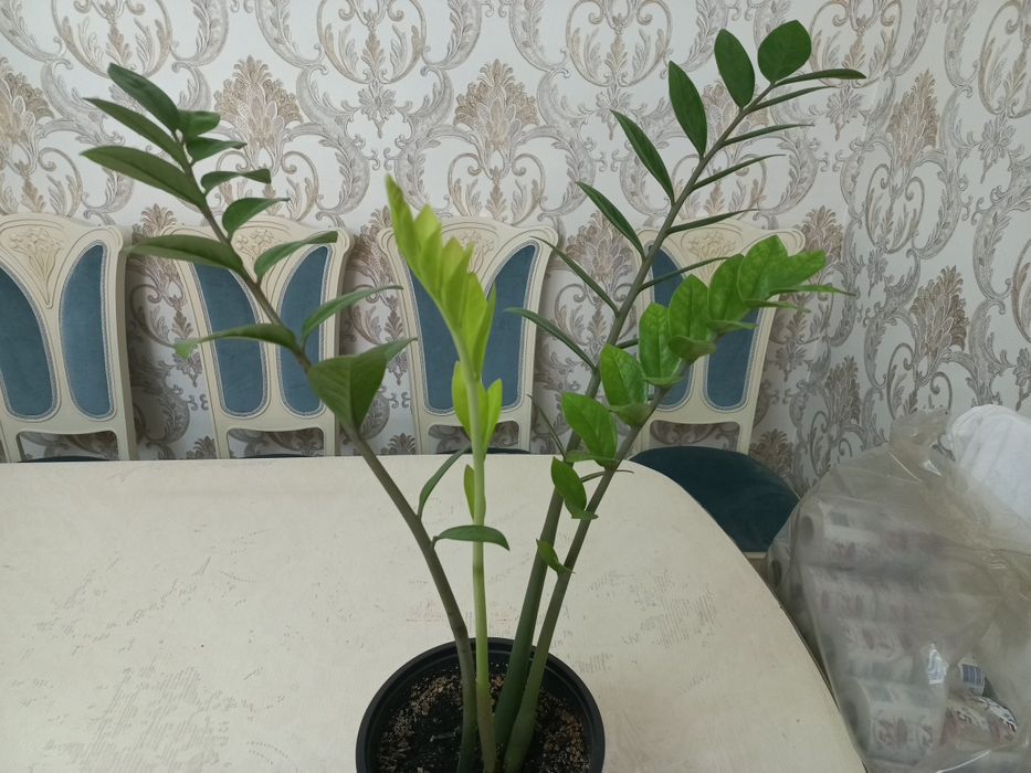 Комнатное растение