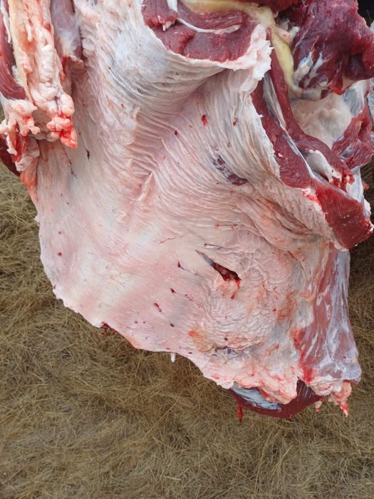 Откорм бұқалар сатамыз