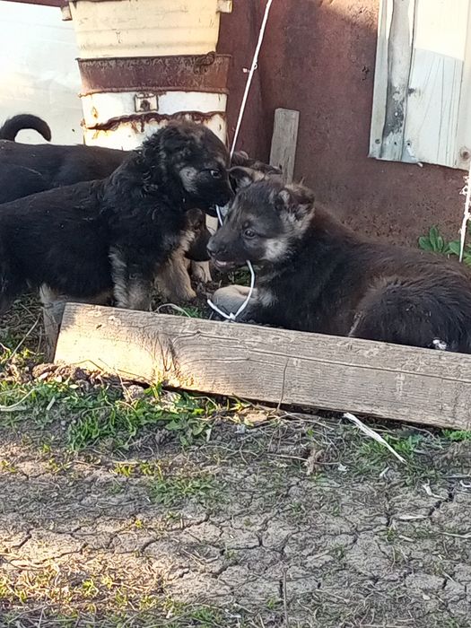Щенки Восточно-европейской овчарки