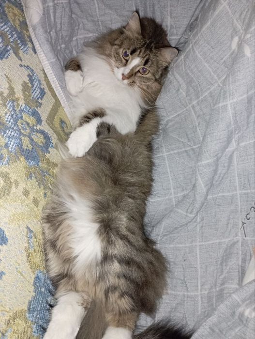 Отдам кошку в хорошие руки