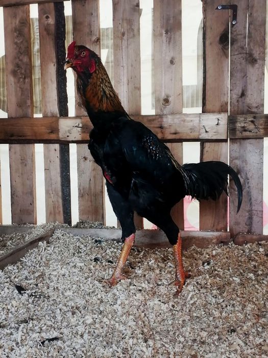 Байтцовка дакан қораз