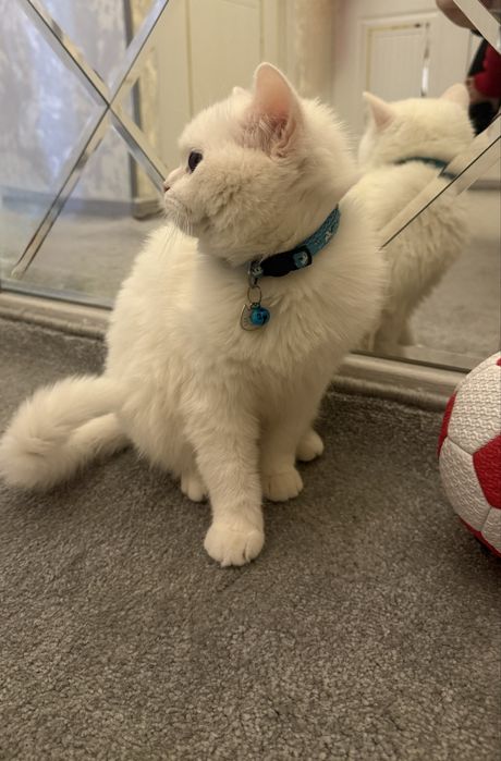 британская короткошёрстная