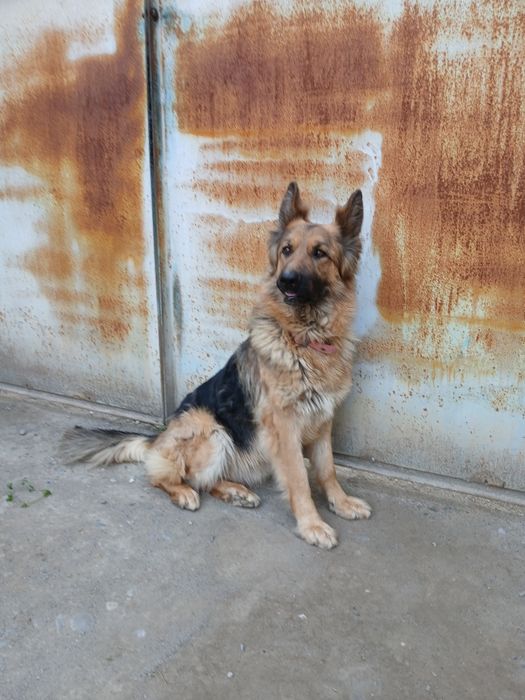 Немецкая овчарка