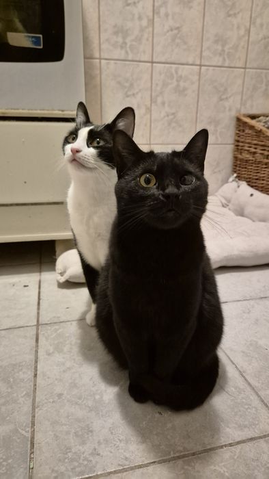 Kiki si Pirata pisicile