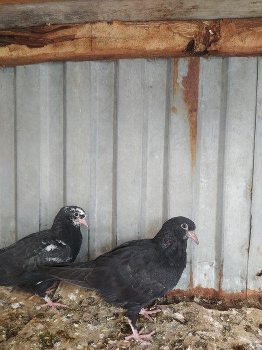 Пискуны Чили Смесь.