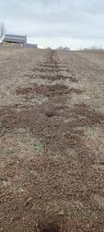 Gauri gard ,spalieri, copaci ,arbuști,tuia,