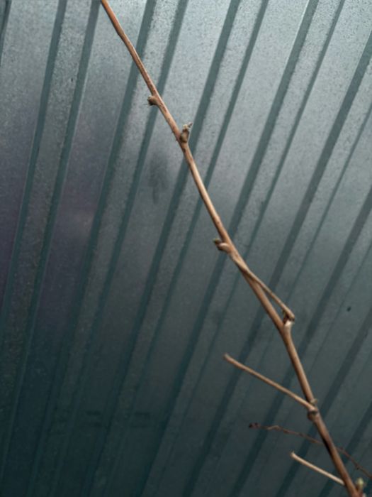 Саженцы малины и смородины