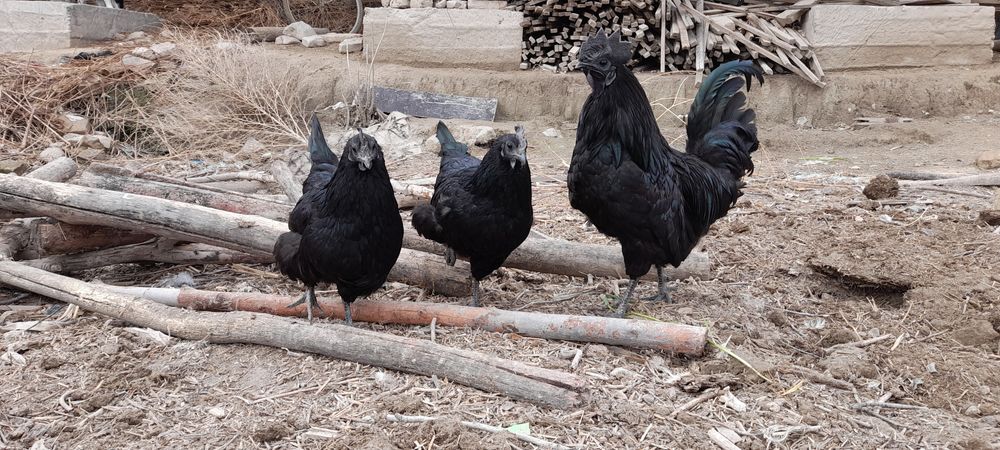 Aym cemani tuxumlari sotiladi 10 mingdan