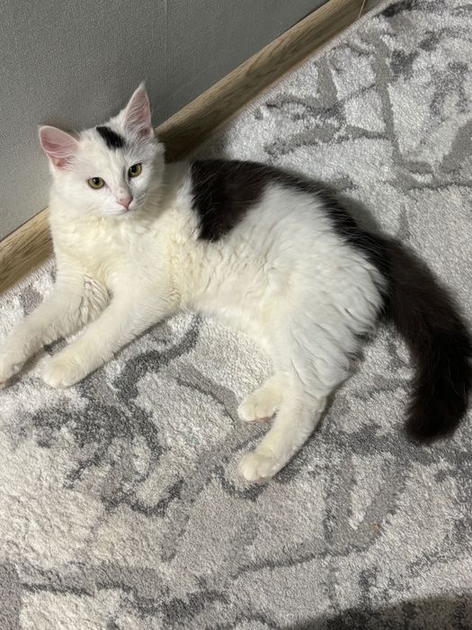 отдам кошку в добрые руки