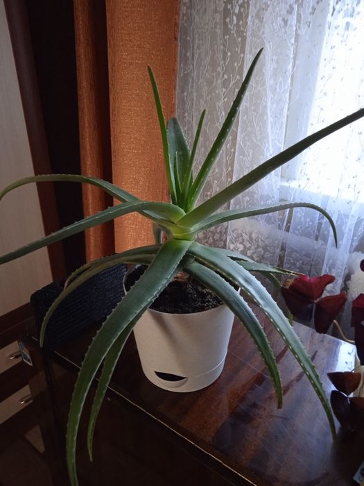 Дом и сад комнатные растения