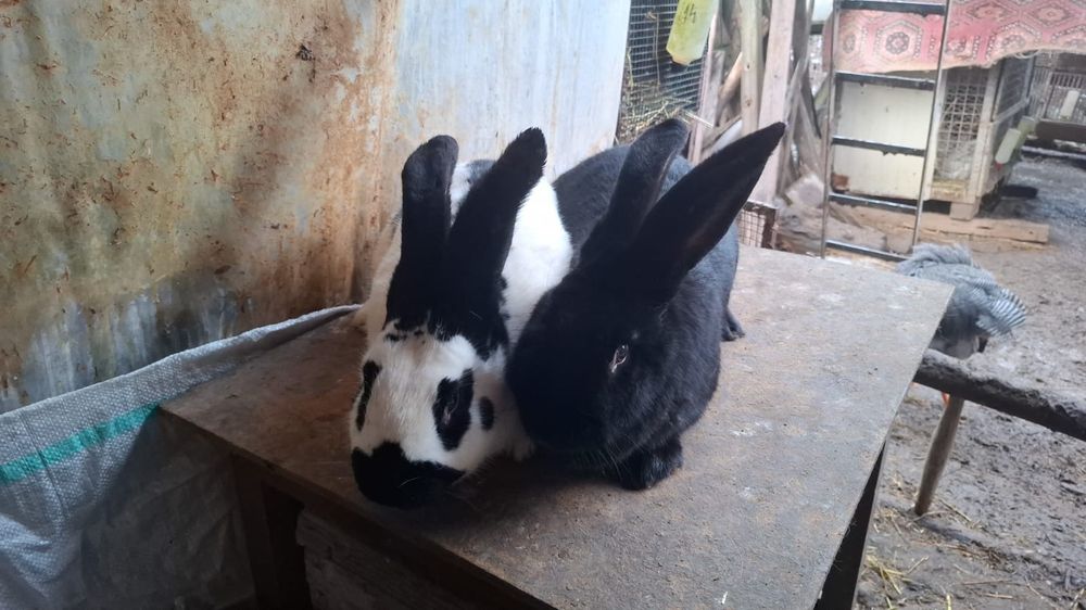 Urias pestrit german