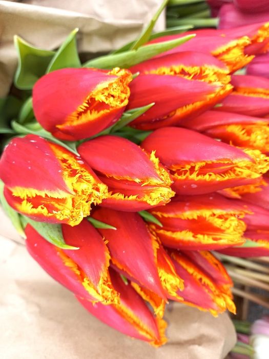 Тюльпаны оптом Алматы