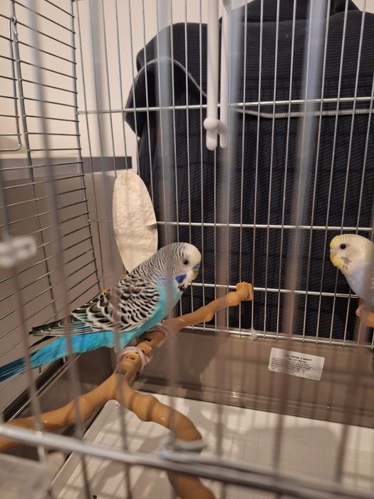 Peruși mascul si femelă + colivie