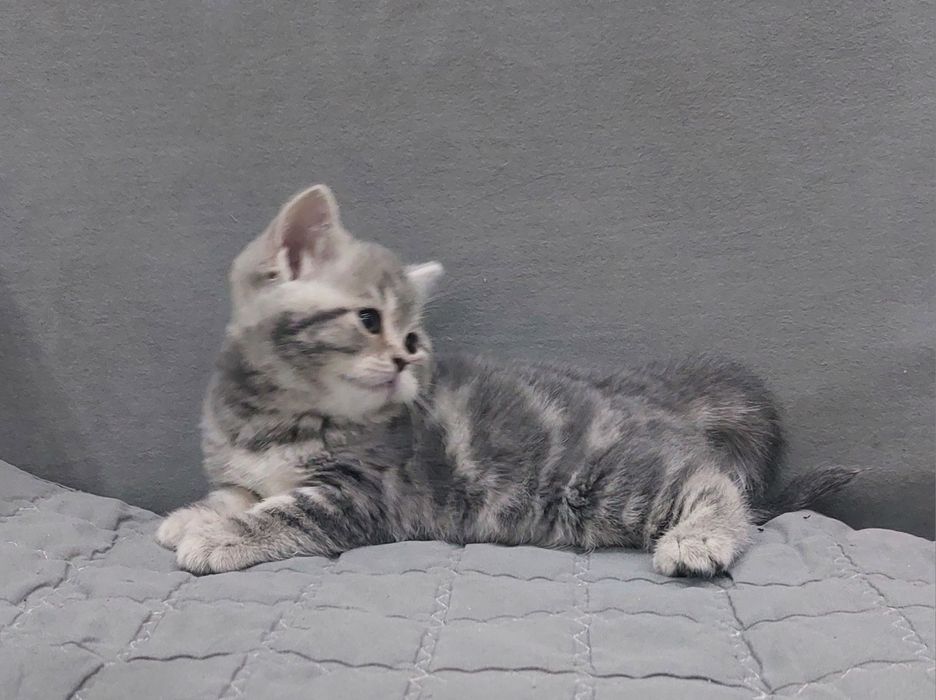 Продам кошечку британку с документами