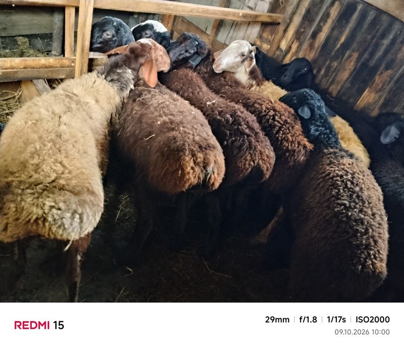 Продам кошкарчиков на развод