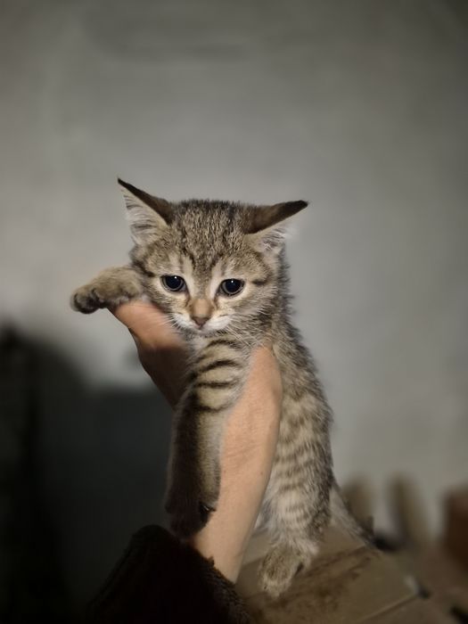 Отдам котят в хорошие руки