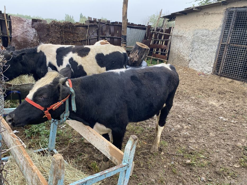 Продам бычков только продажа