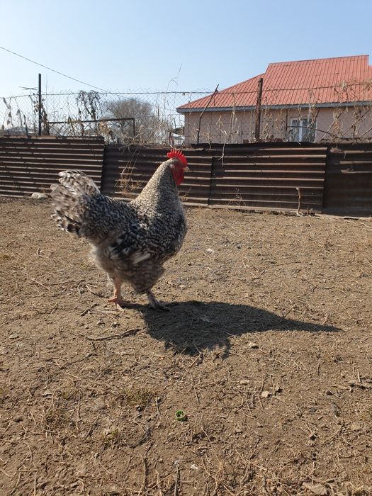 Инкубационные яйцо