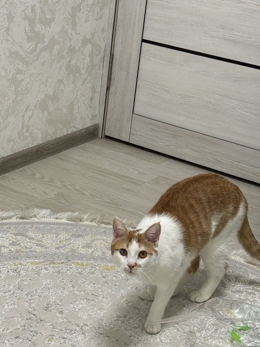 Забавный кот по кличке Твикс