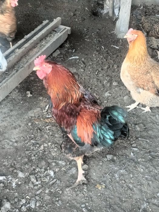 Петухи адлер домашние