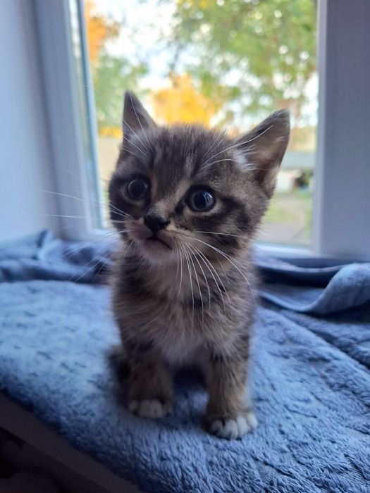 Подарю котят в добрые руки