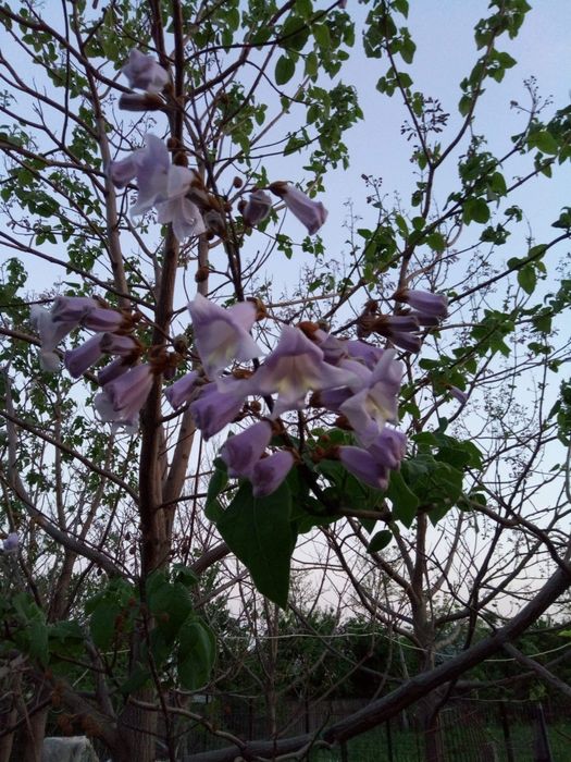 Paulownia Tomentosa