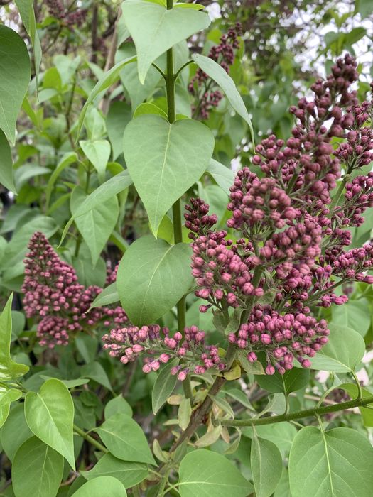 Саженцы сирени