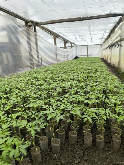 Rasaduri legume si rosii