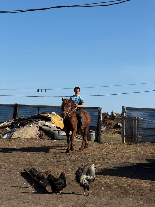 7 летка конь  красный