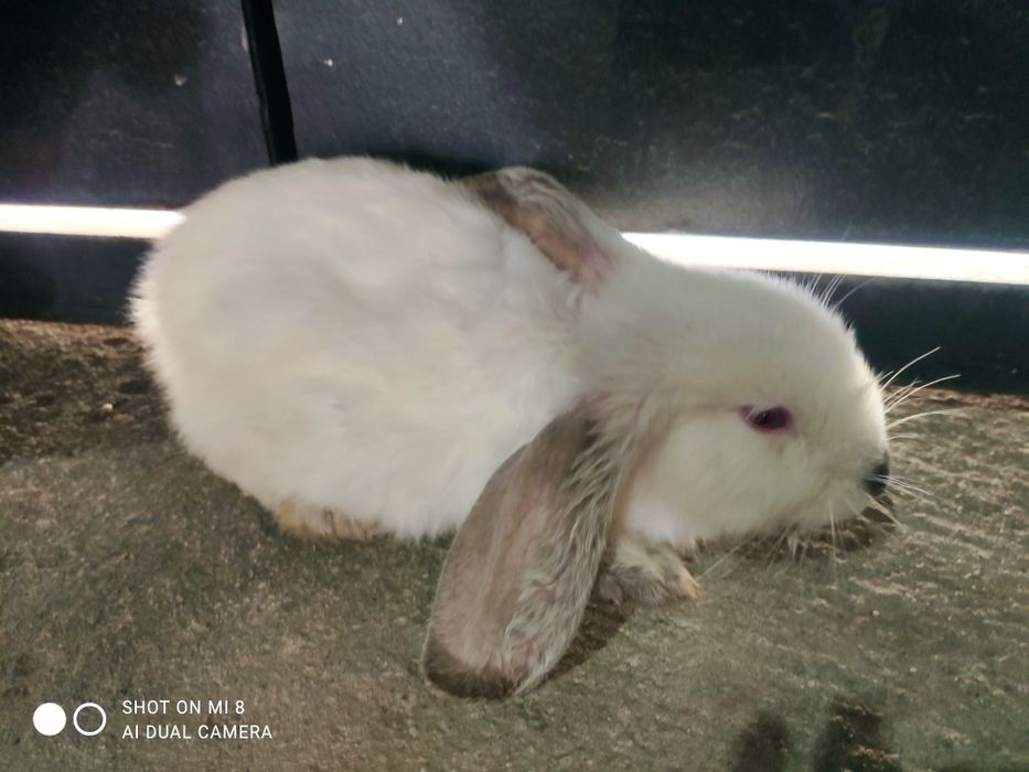 Kichkina oq quyon bor