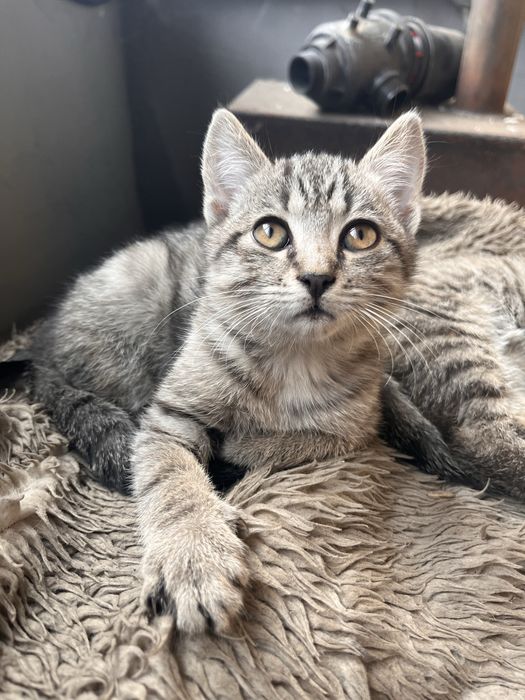Отдам котят в добрые руки