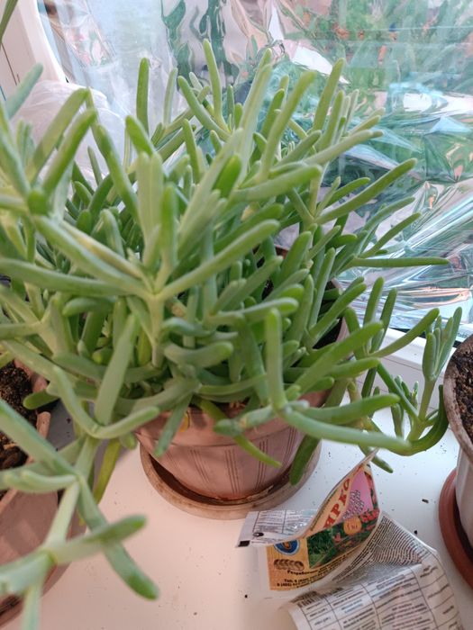 Комнатный цветок