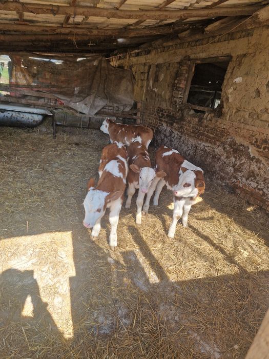 Vând taurasi si vitele