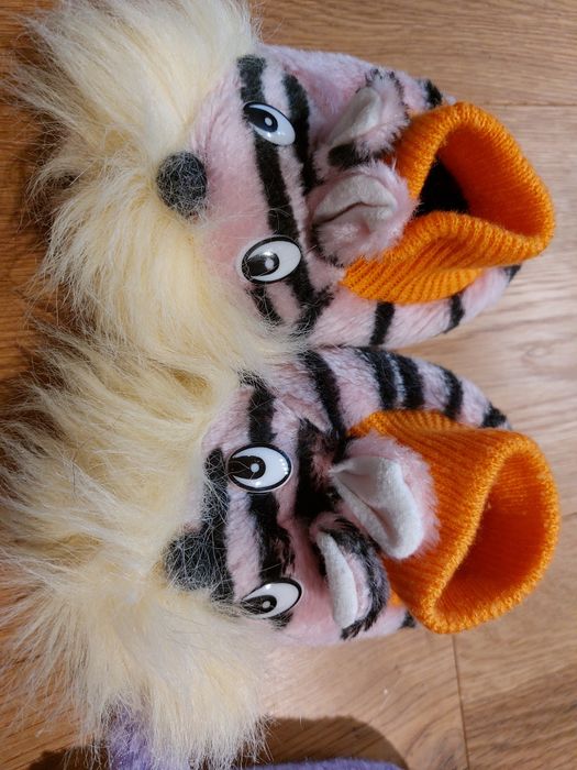 Botosei de casa, 2-3 ani