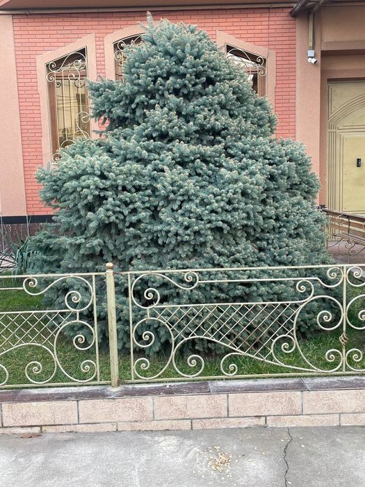 Арчалар сотилади