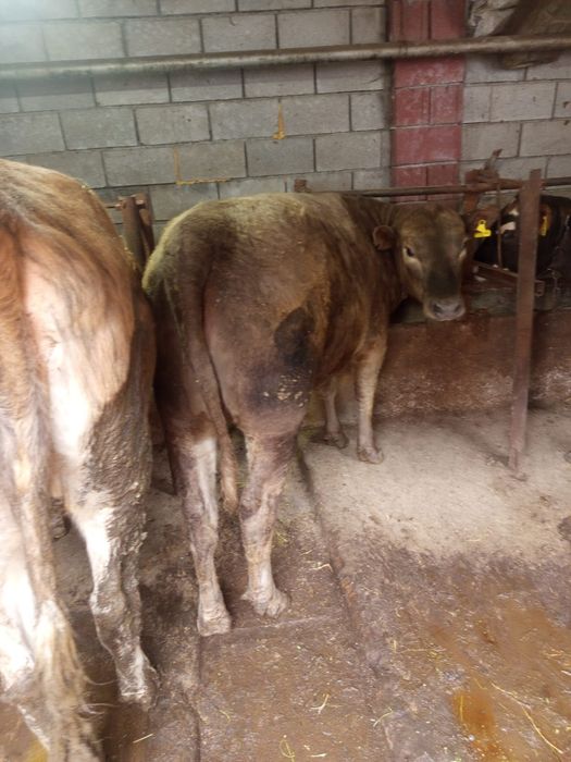 Продам молодых тёлок, откормленные