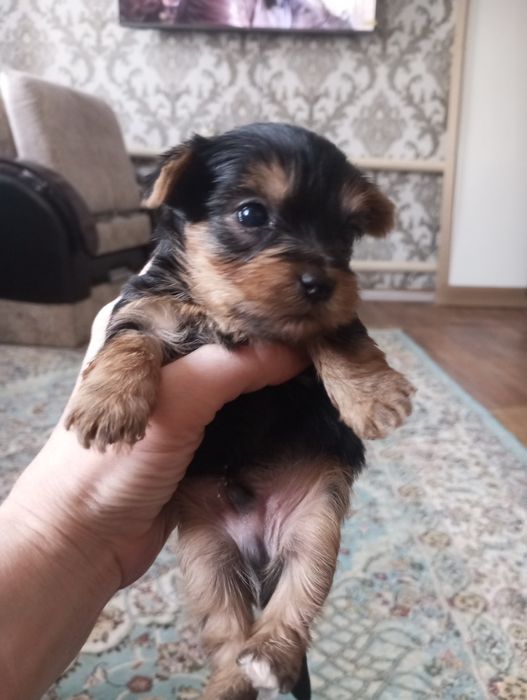 Йоркширский терьер