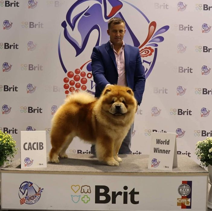 Pui Chow-Chow cu pedigree din Campion Mondial