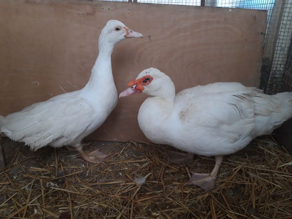 Продаются Белые индоутки