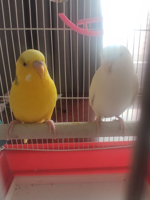 Продам попугаев в добрые руки