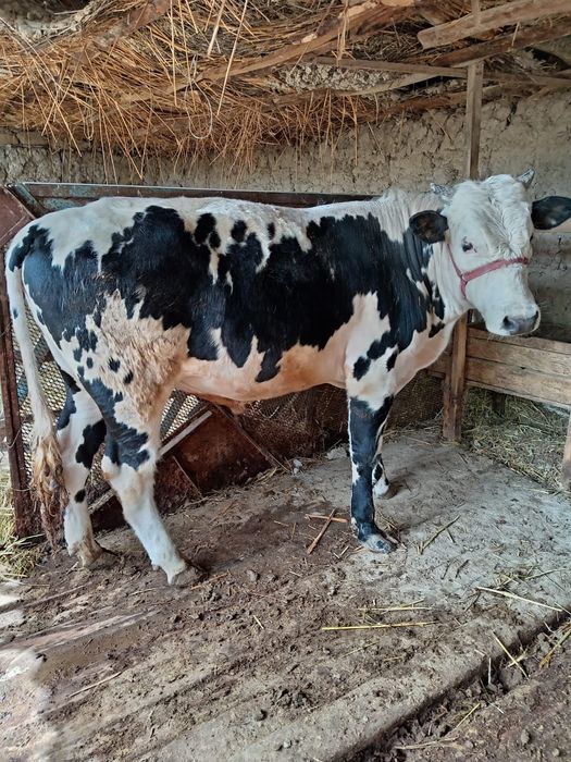 Өгіз сатыладыыыы