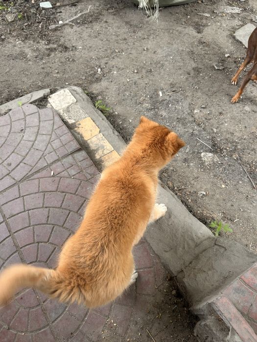 Отдам щенка бесплатно