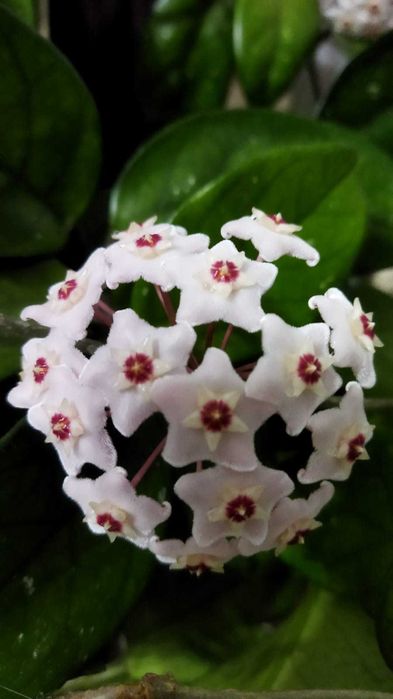 Продам комнатные цветы