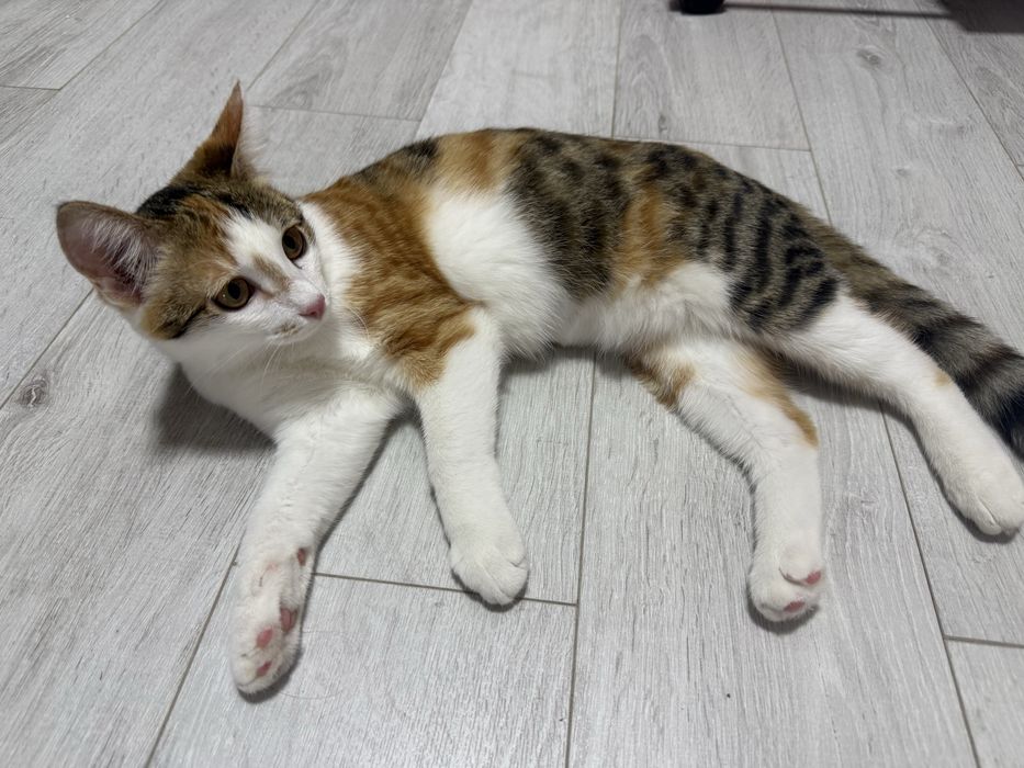 Отдам котенка в добрые руки