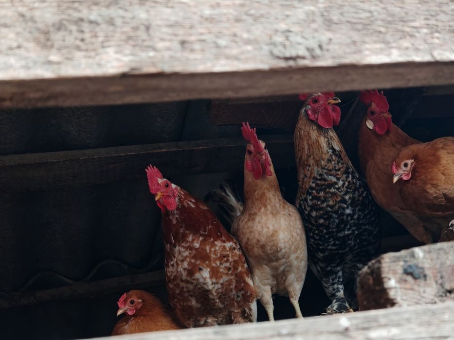 Oua de găini pitice