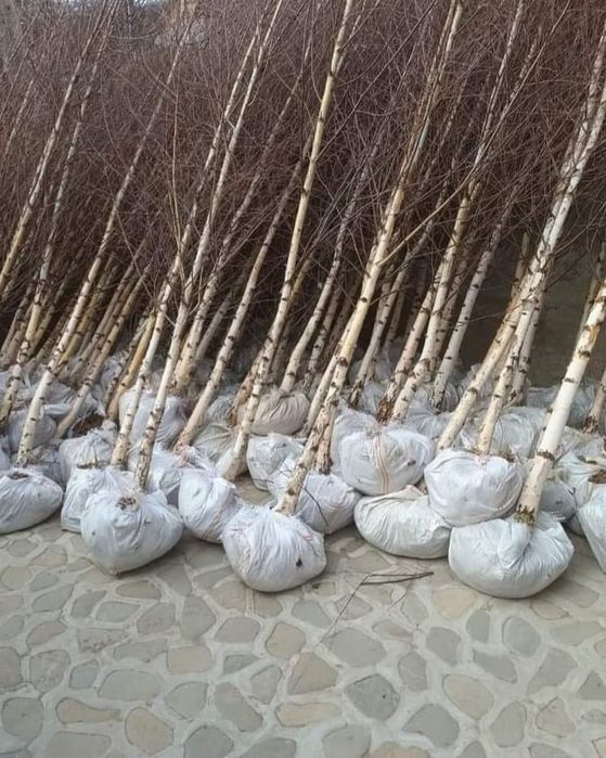 Vand mesteachan 3 6 mp