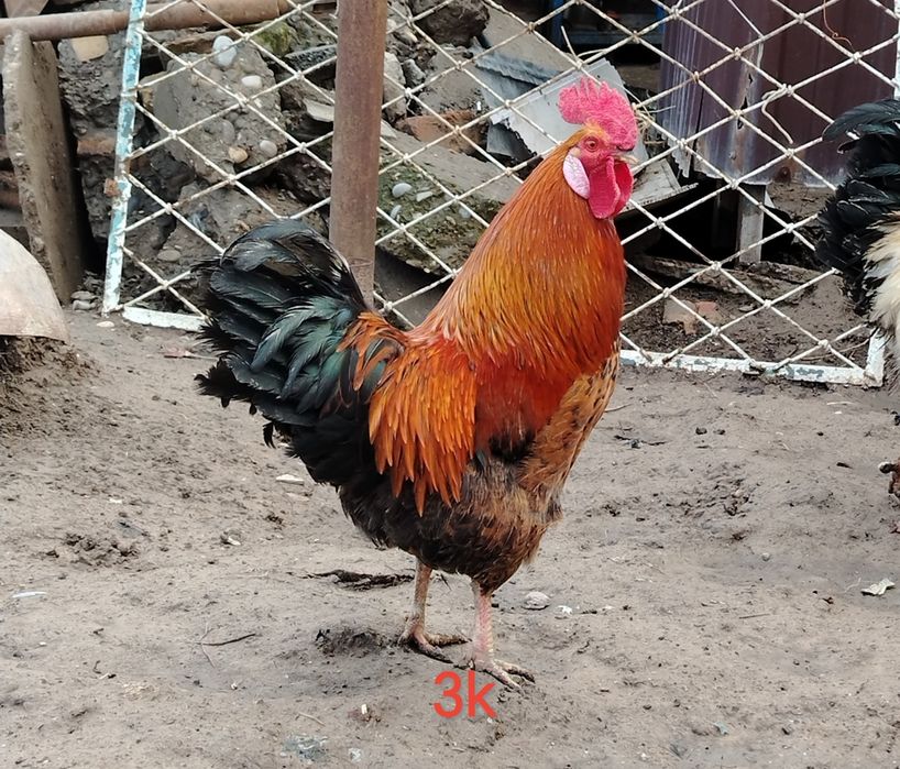 Қораз петух метис