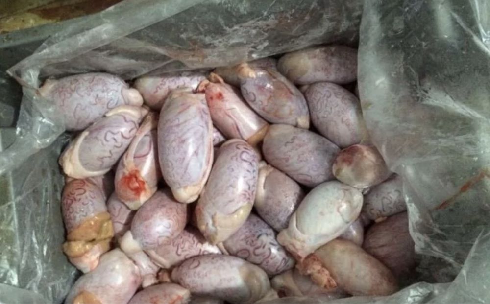 Бычьи семеменники