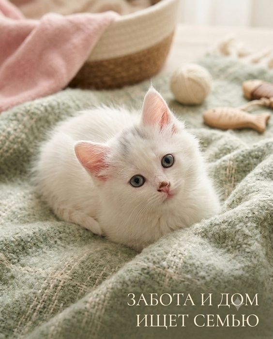 Котята пародистые.